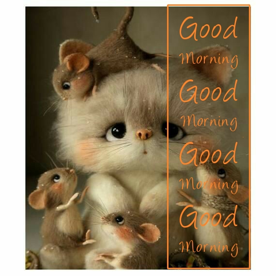 good Morning ??