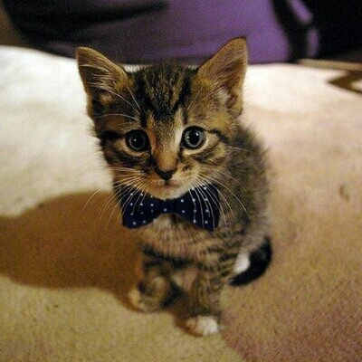 kitten