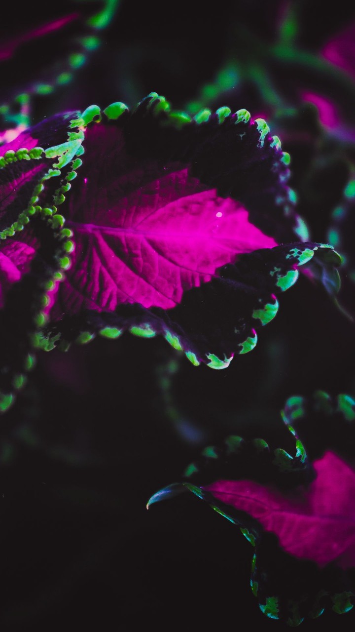 micro