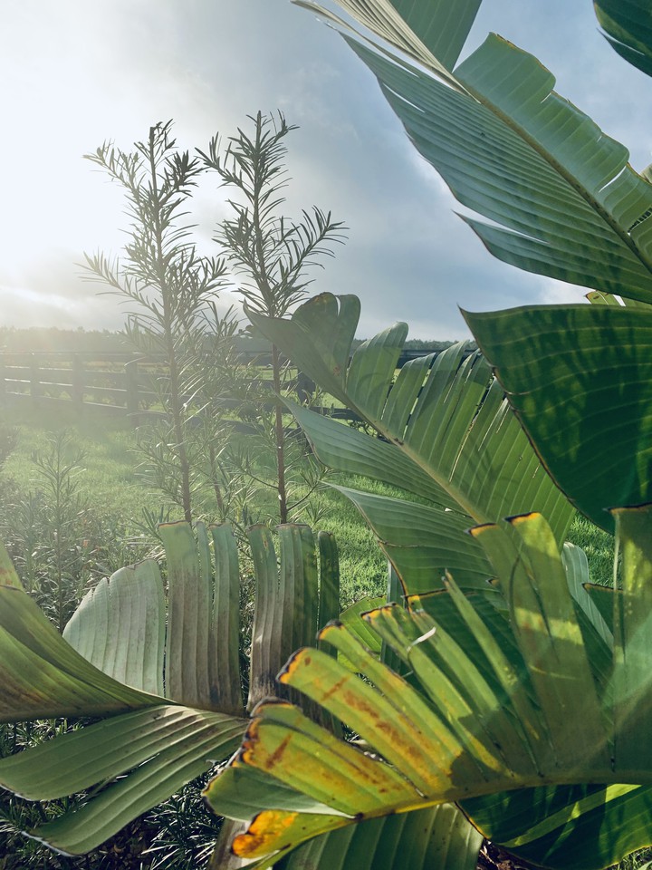 palm tree