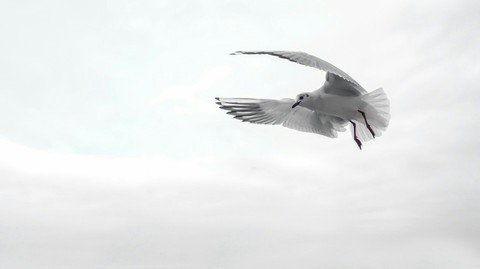 Free...