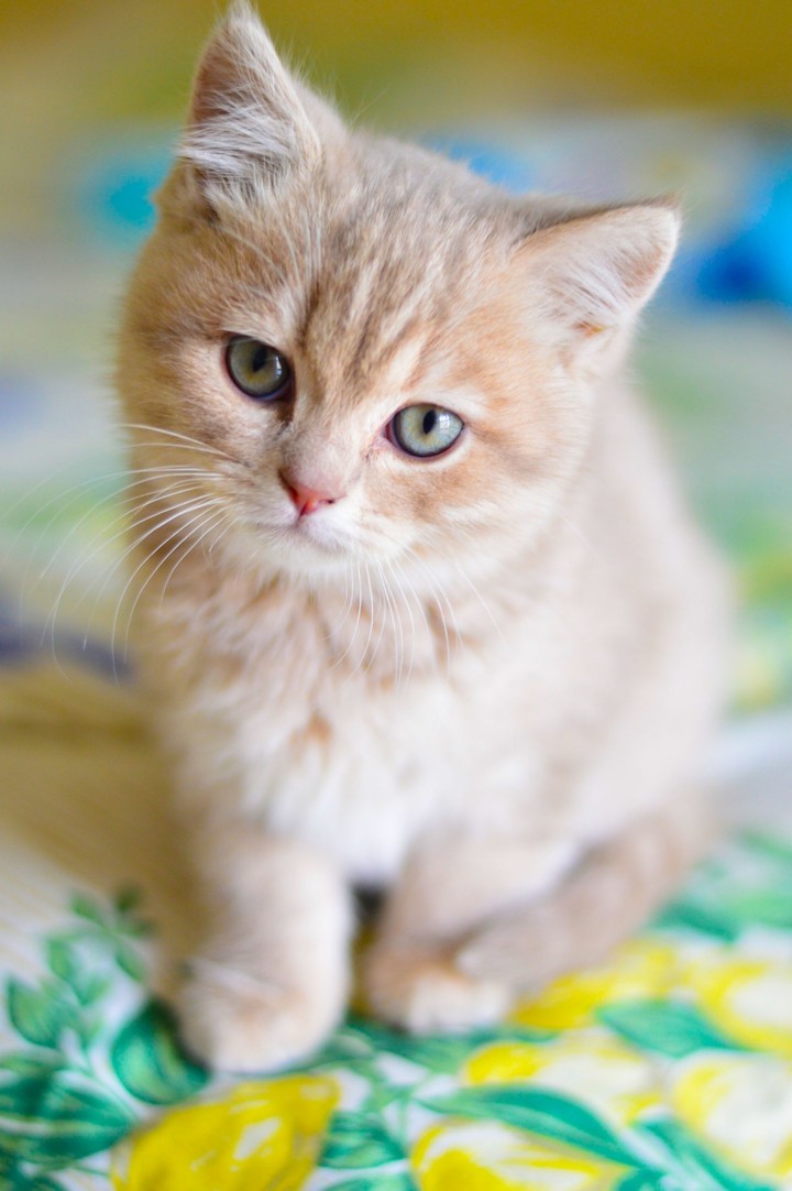 such a cute kitty..!