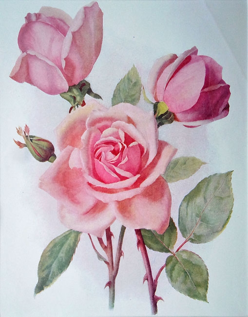 Roses
