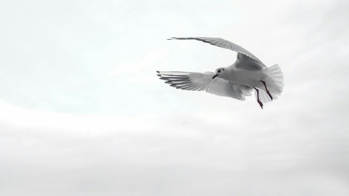 Free...