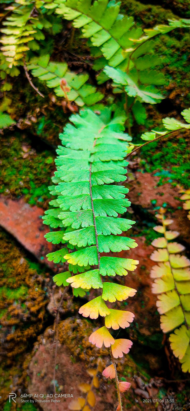 colourfull leaf
