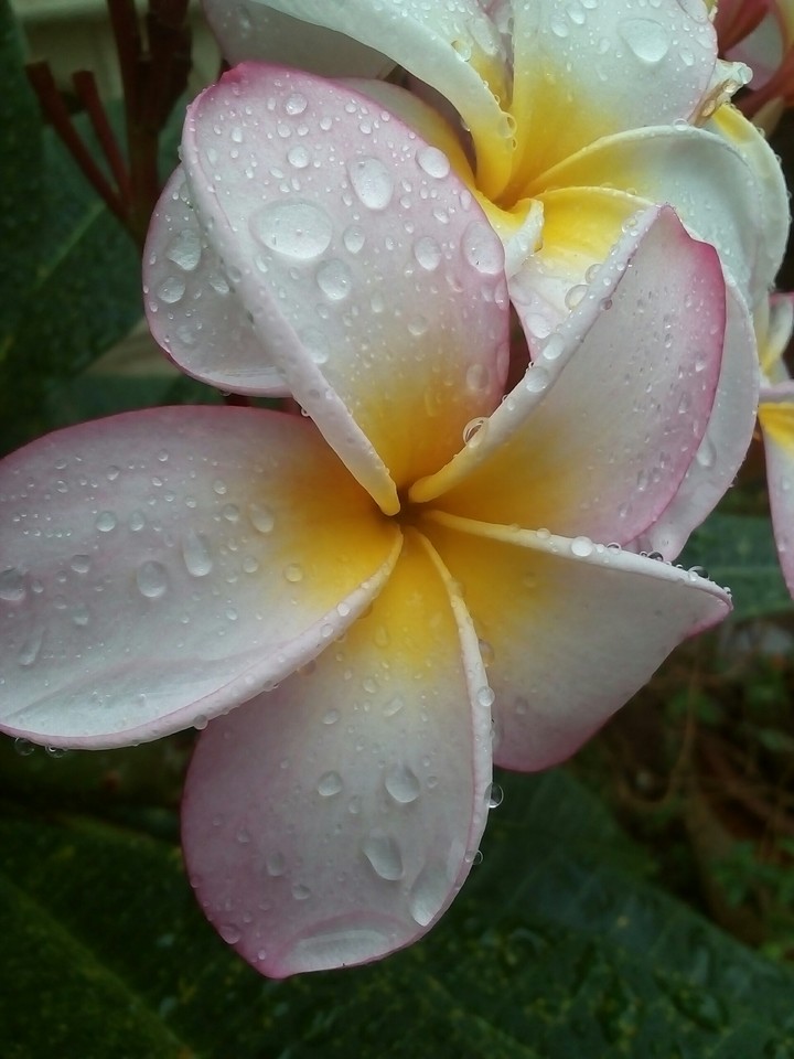 Frangipani flower