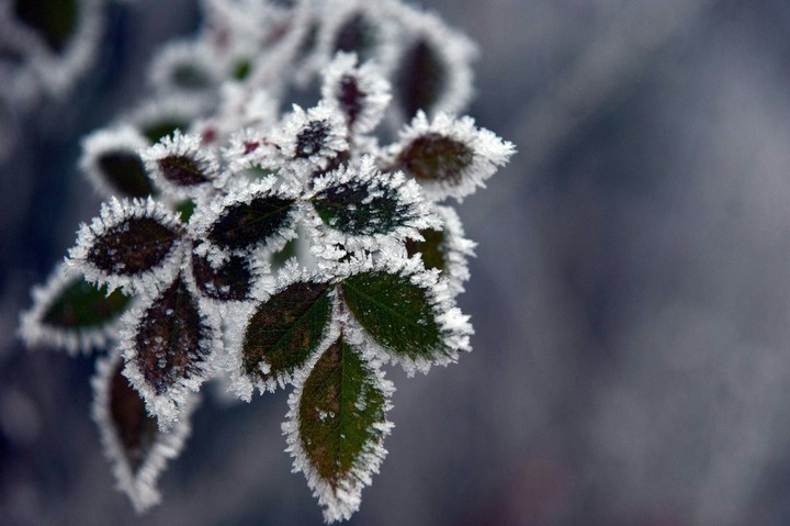 Frost covers the earth