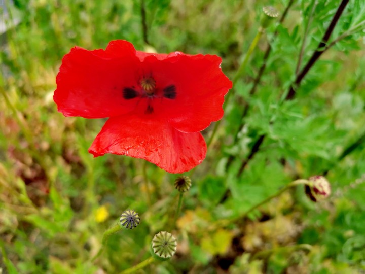Rot