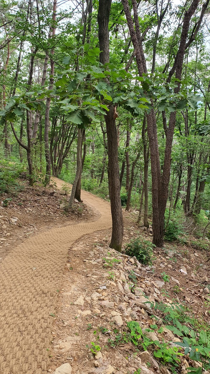 숲속길(road in the woods)