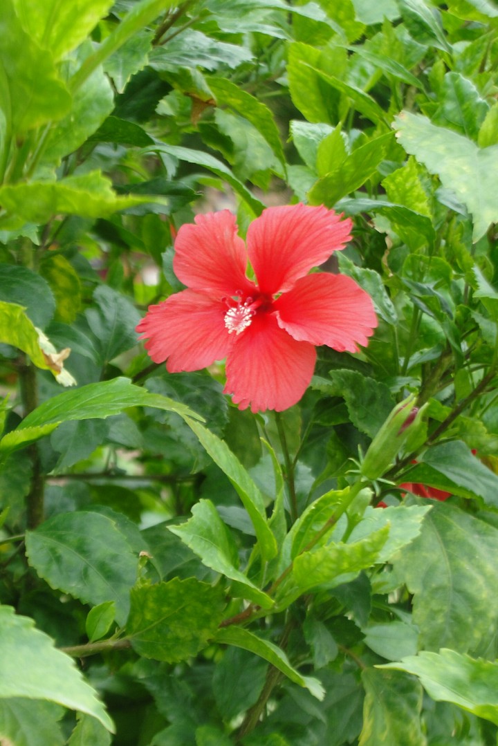 joba flower