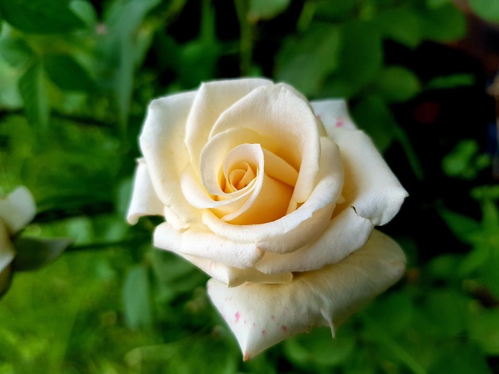 my white rose