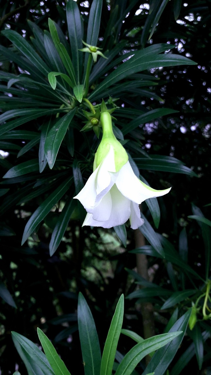 flower