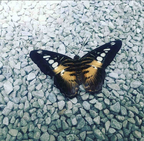 Butterfly