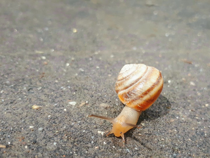 Snail