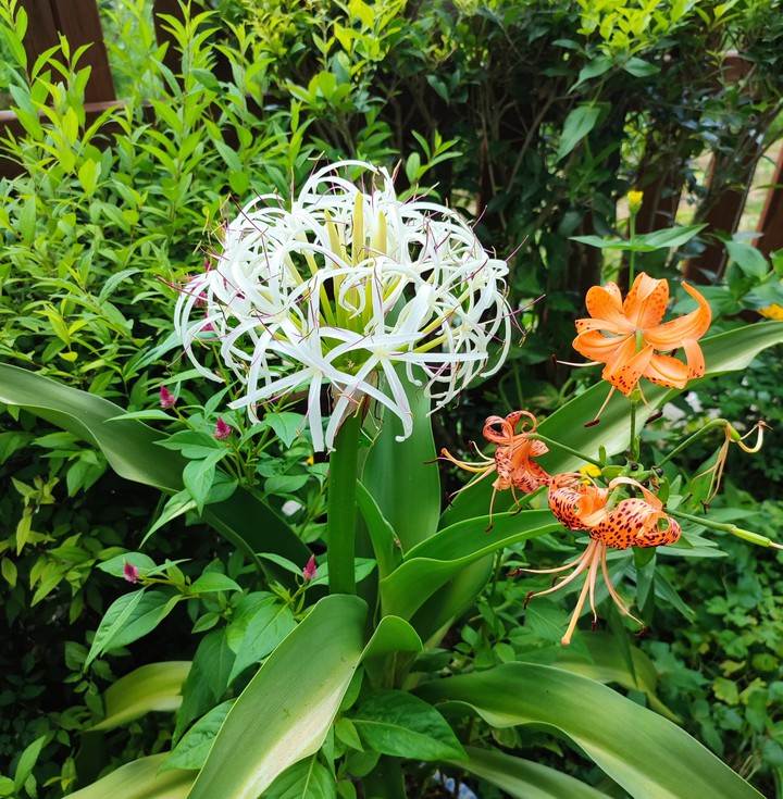 poison bulb