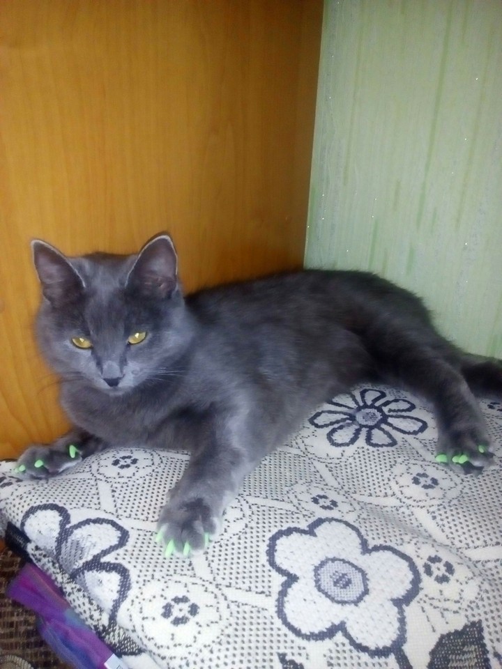 гламурная кошка