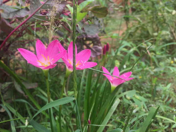 rain lily