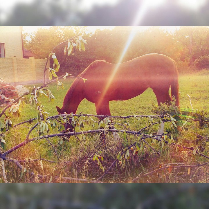 horse