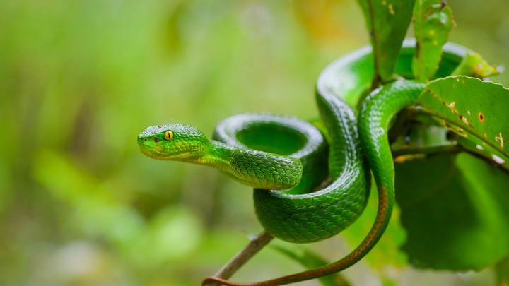 snake