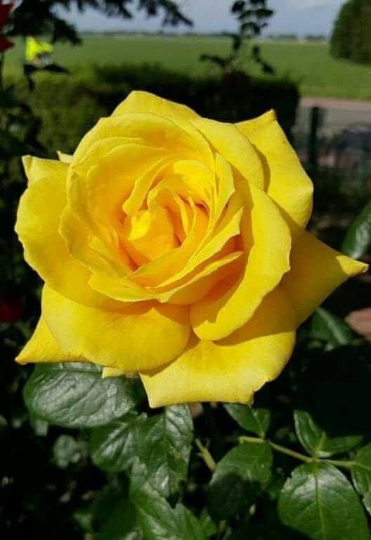 Yellow rose in the garden.