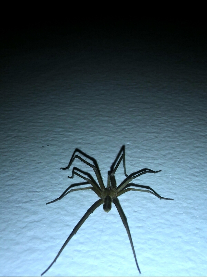 Spider