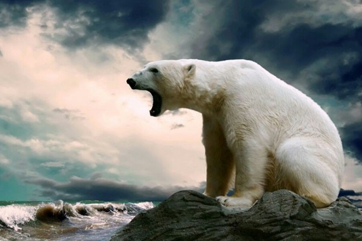 Bear