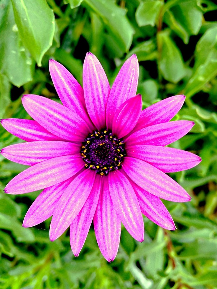 Pink flower