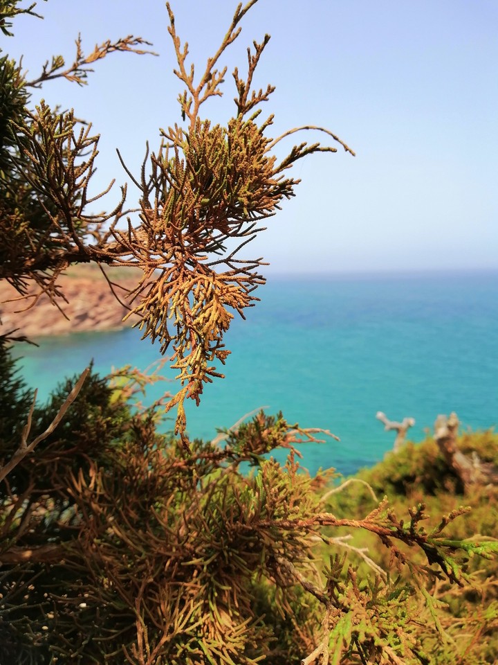 Mer et pin