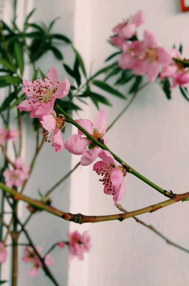 pink spring