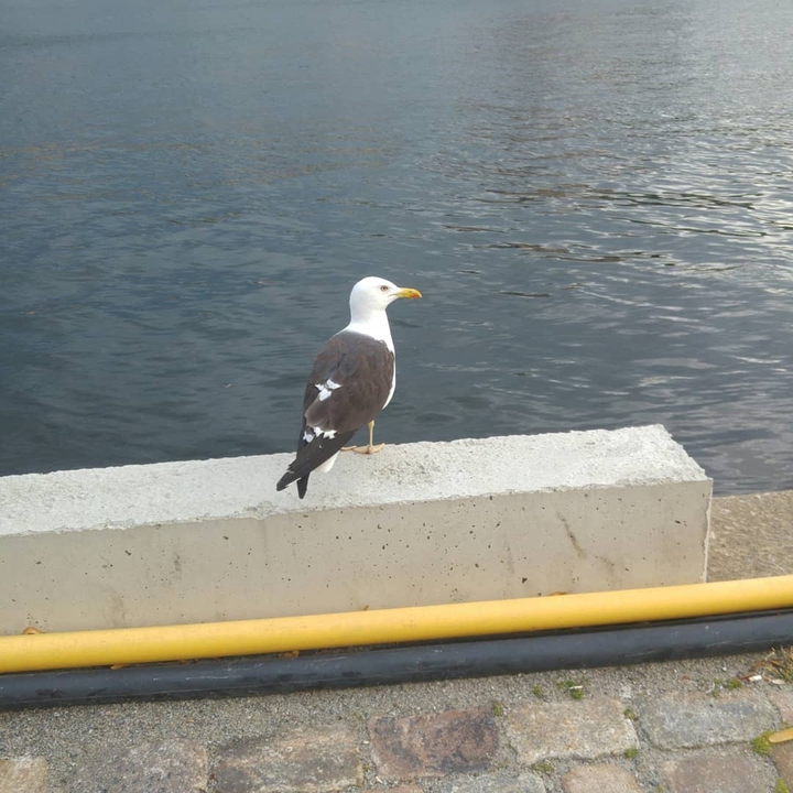 Möwen