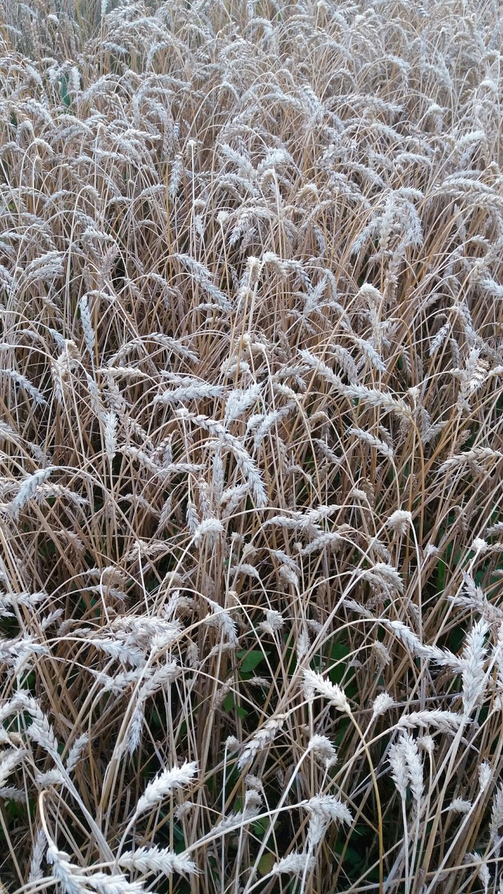 Field and dirt