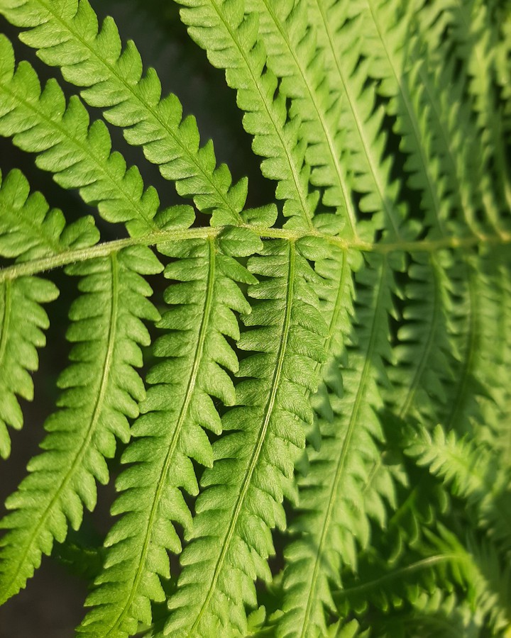Fern