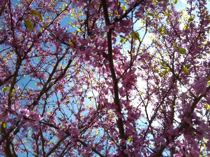 Spring