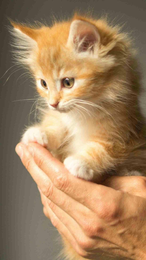 cute little cat