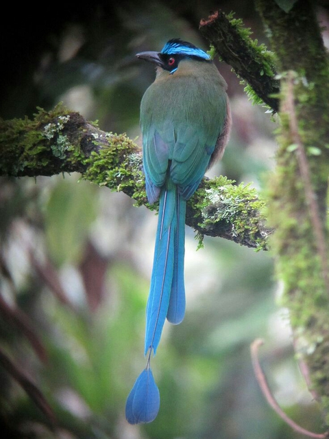 bird, bluebird háttérképek