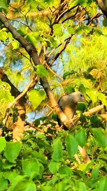 momma woodpecker feeding her baby