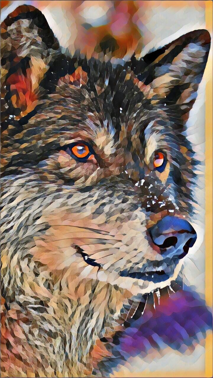 UNGRY and HUNGRY WOLF