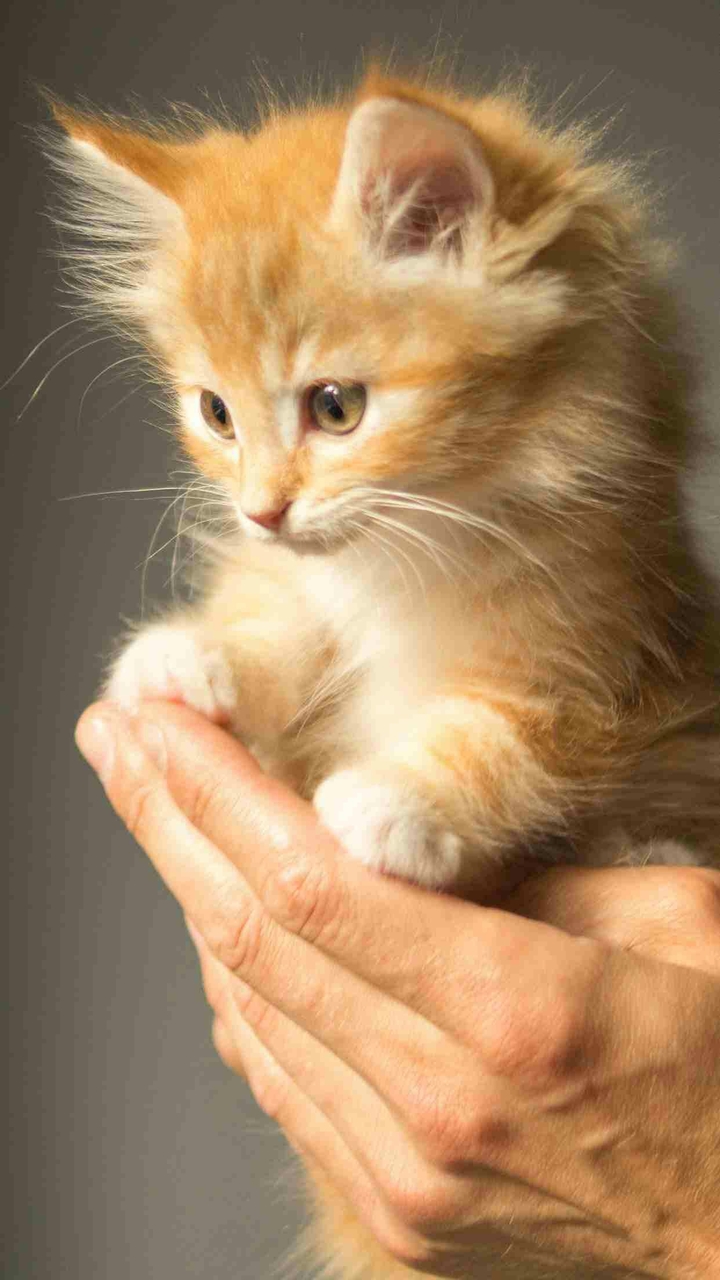 cute little cat