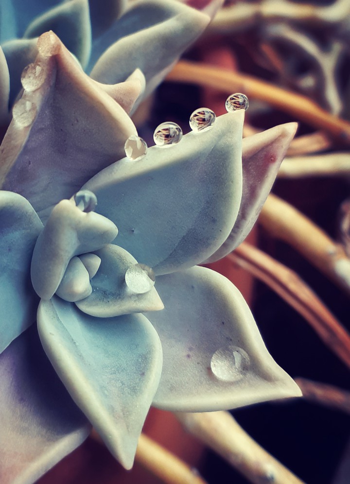 raindrops