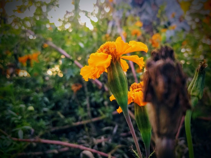 flower capture