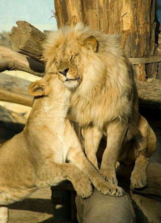 Calin