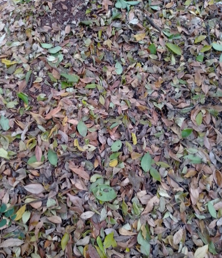 Hojas secas que al pisar...