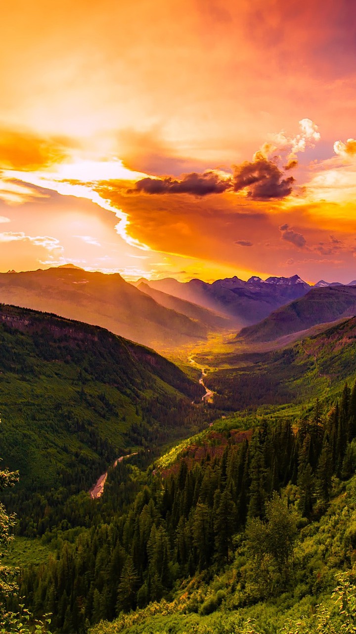 Peaceful Forests