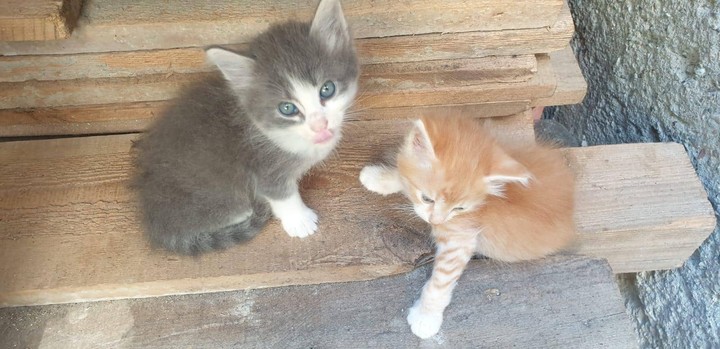 cats