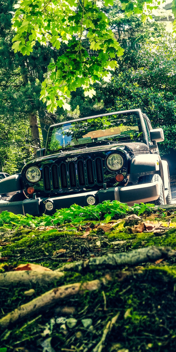 driving into the woods