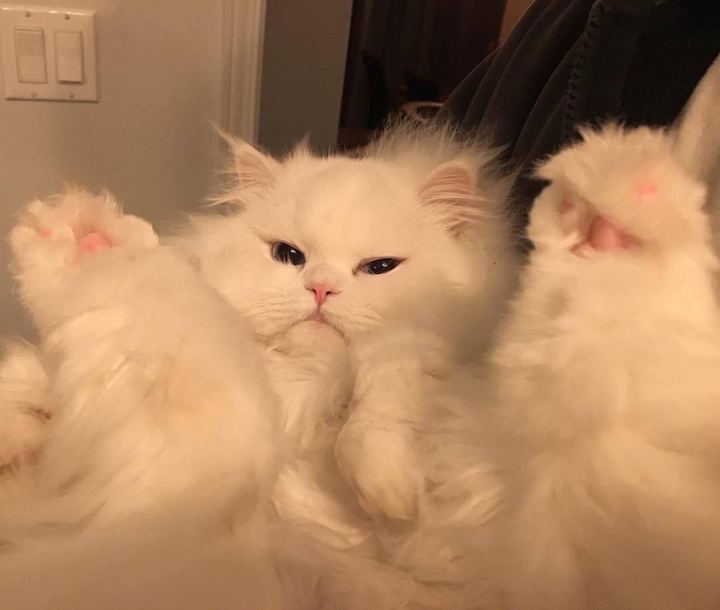 cat