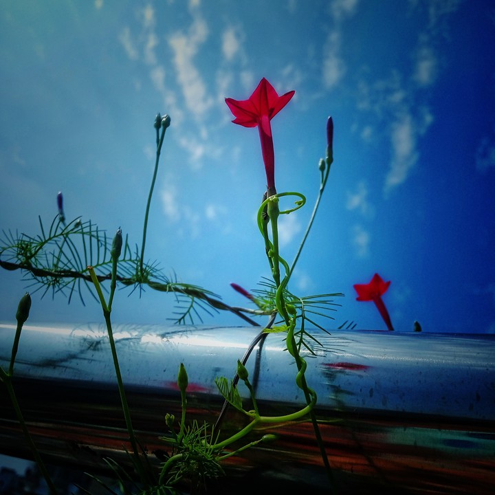 flower