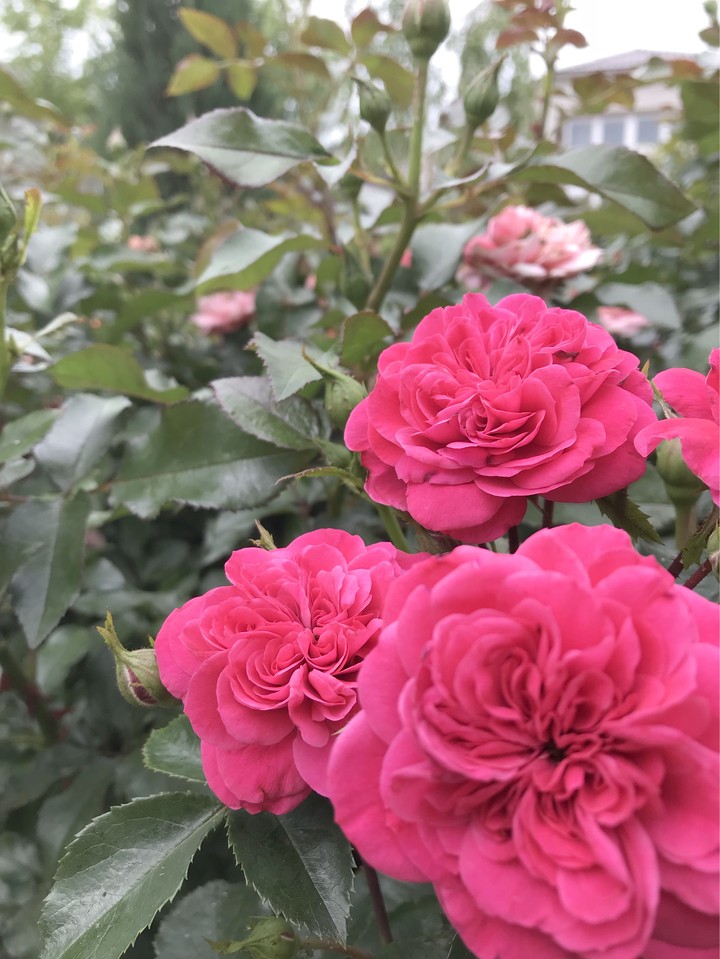 Roses