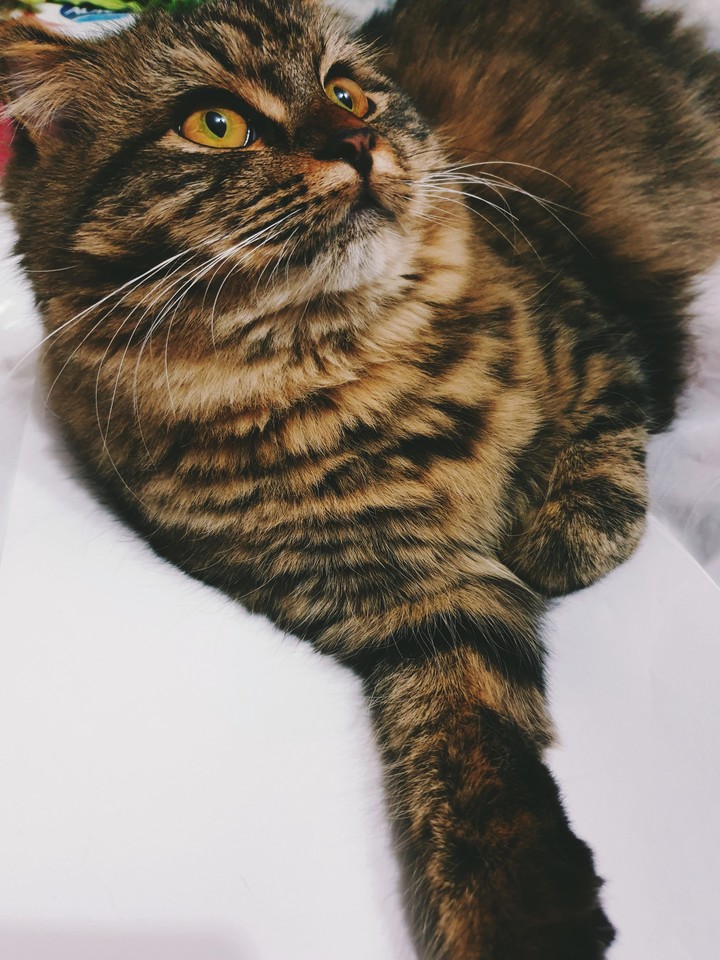 cute kitten♡♡