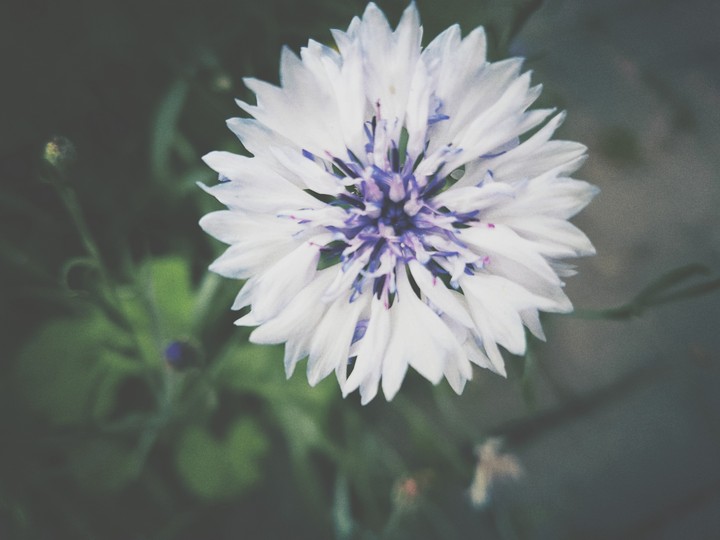 Flower Power 